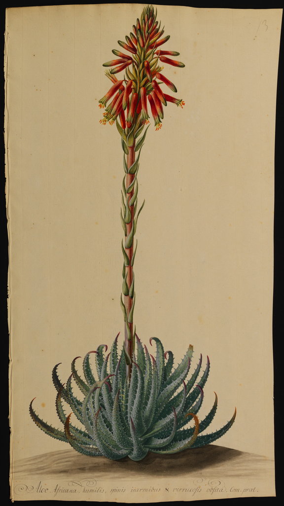 Detail of Aloe africana by Jacob Georg Dionysius van Huysum
