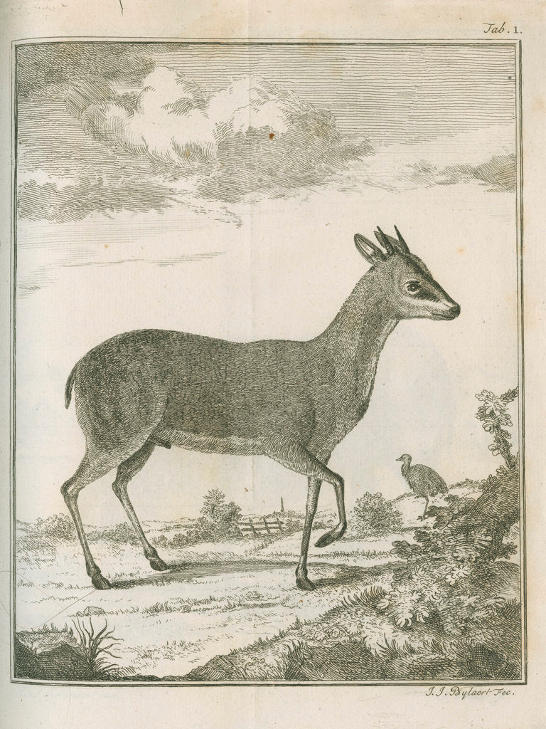 Detail of 'Antilope Grimmii' [Common duiker antelope] by Johann Jacob Bylaert