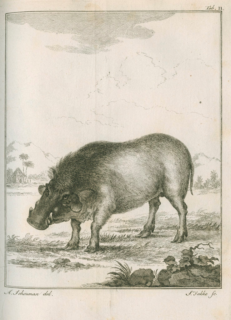 Detail of 'Aper Aethiopicus' [Desert warthog] by Simon Fokke