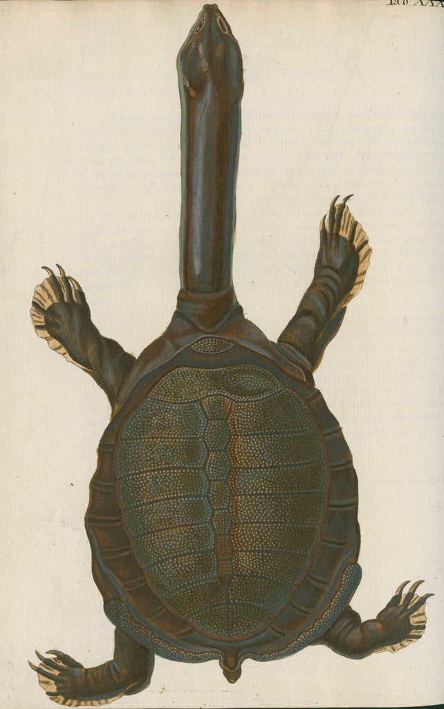 Detail of 'Testudo granosa' [Indian flapshell turtle] by Johann Friedrich Volckart