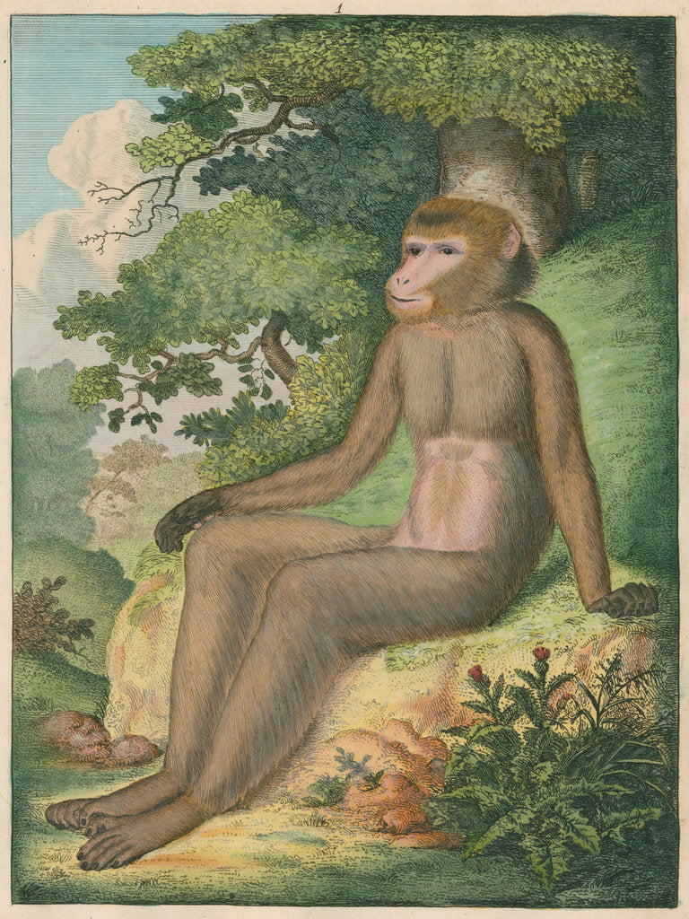 Detail of 'The Barbary Ape' [Barbary macaque] by James Sowerby