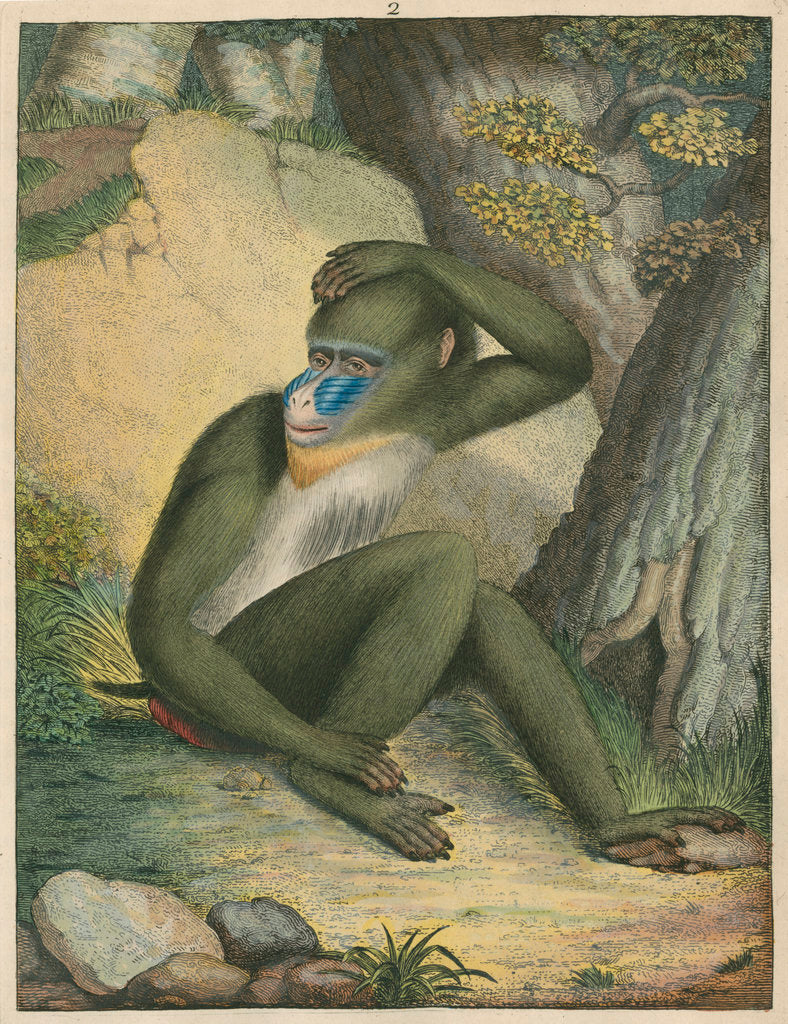 Detail of 'The Maimon' [Mandrill] by James Sowerby