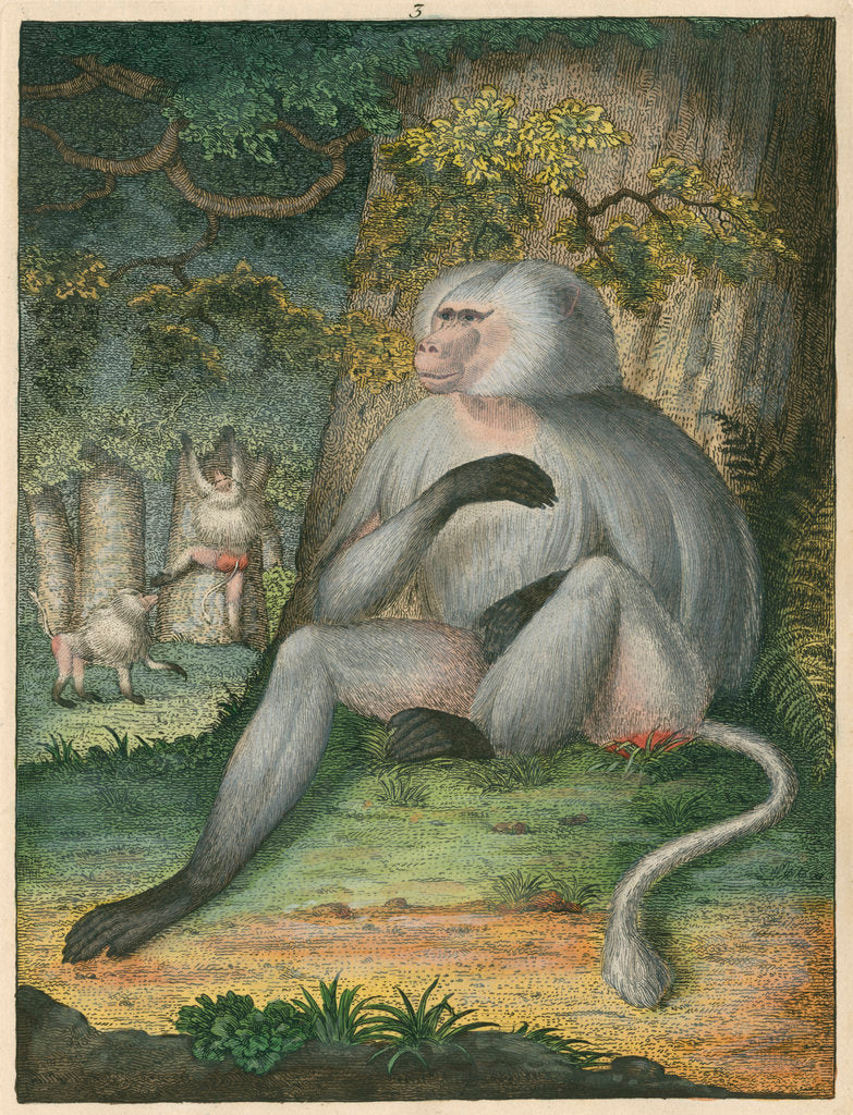 Detail of 'The Grey Baboon' [Barbary macaque] by James Sowerby