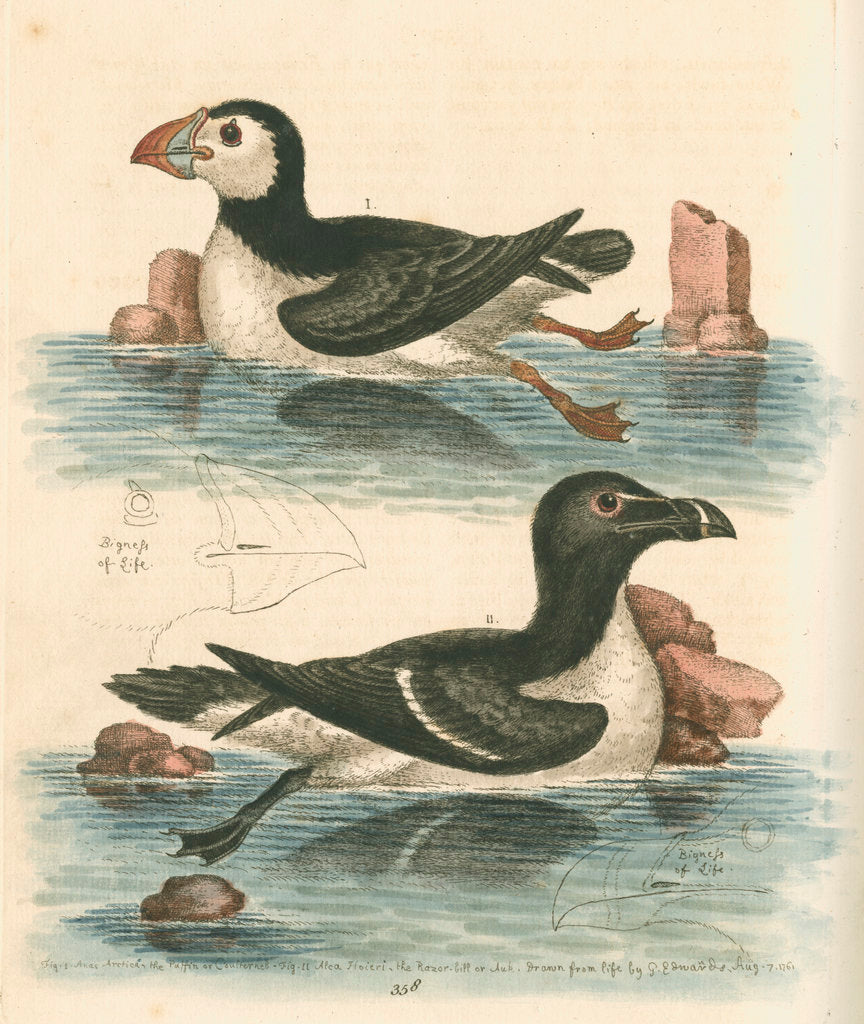 Detail of 'The Puffin, and the Razor-bill' by George Edwards
