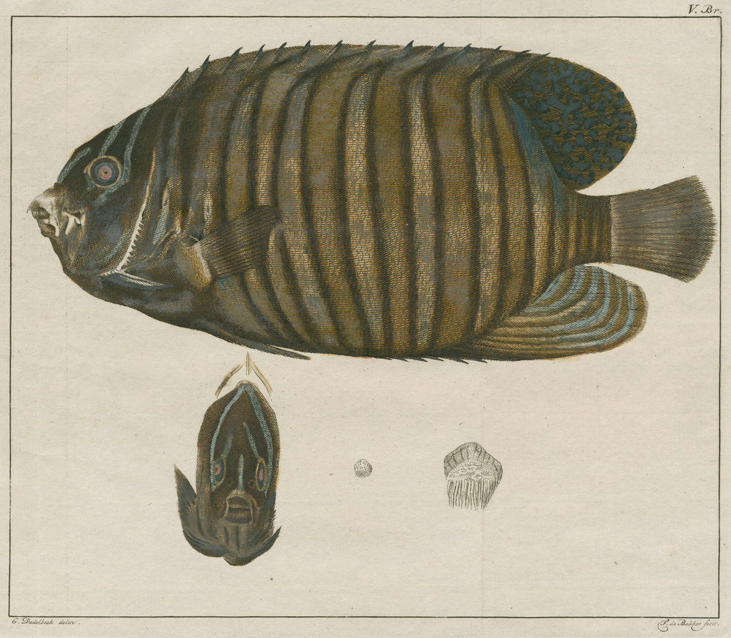 Detail of Royal angelfish by F de Bakker