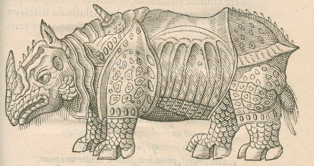 Detail of 'Figure du Rhinoceros...' by Anonymous