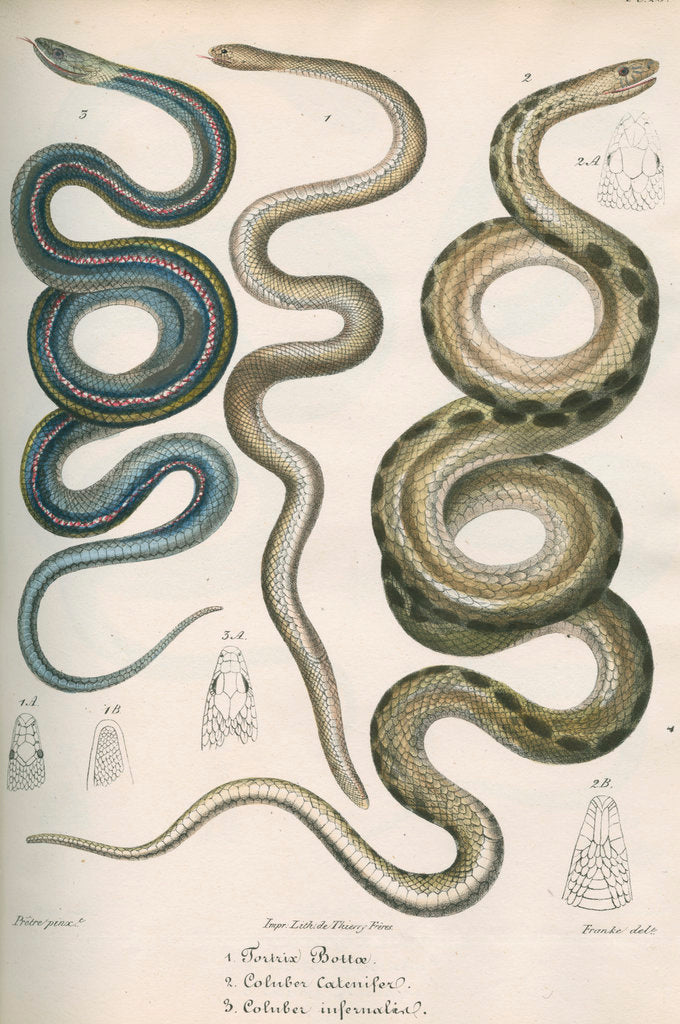 Detail of Three snakes of North America by Franke