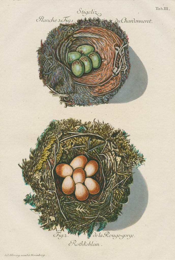 Detail of Nests of the Goldfinch and the Robin by Adam Ludwig Wirsing