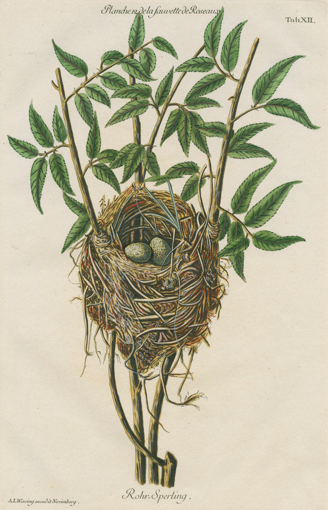 Detail of Nest of the Reed warbler by Adam Ludwig Wirsing