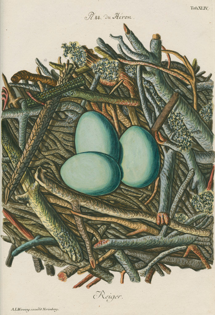 Detail of Nest of the Grey heron by Adam Ludwig Wirsing