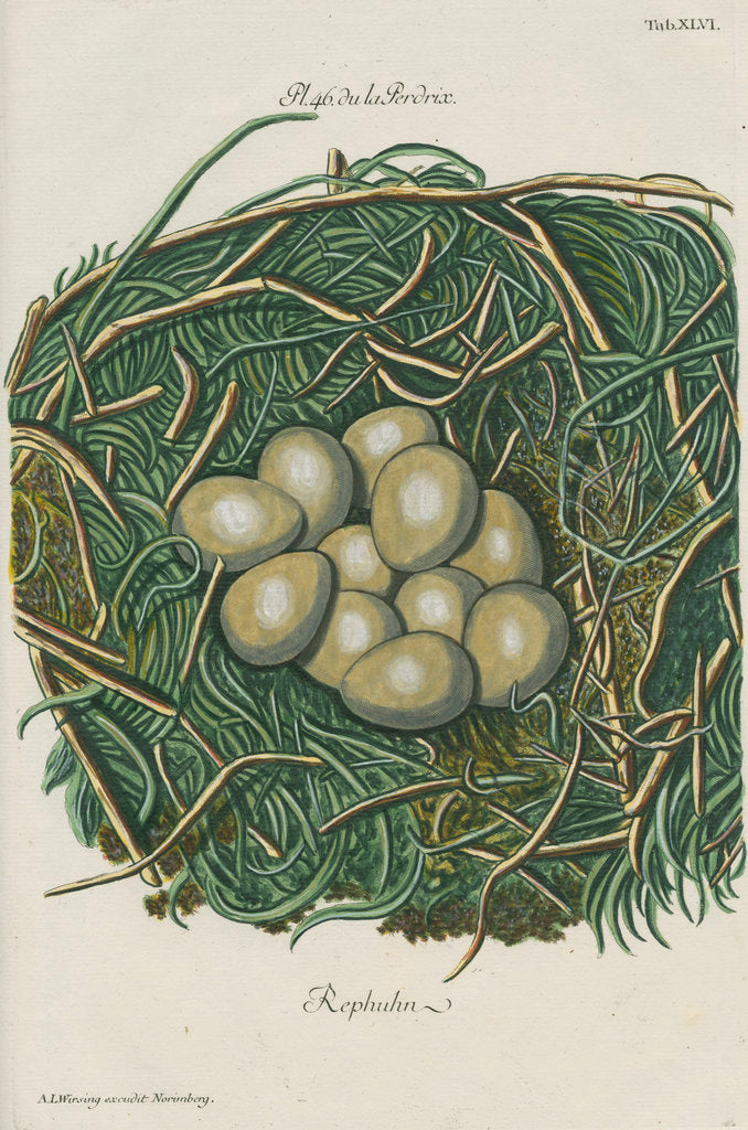 Detail of Nest of the Grey partridge by Adam Ludwig Wirsing