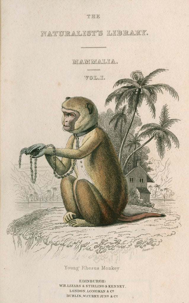 Detail of 'Young Rhesus Monkey' by William Home Lizars
