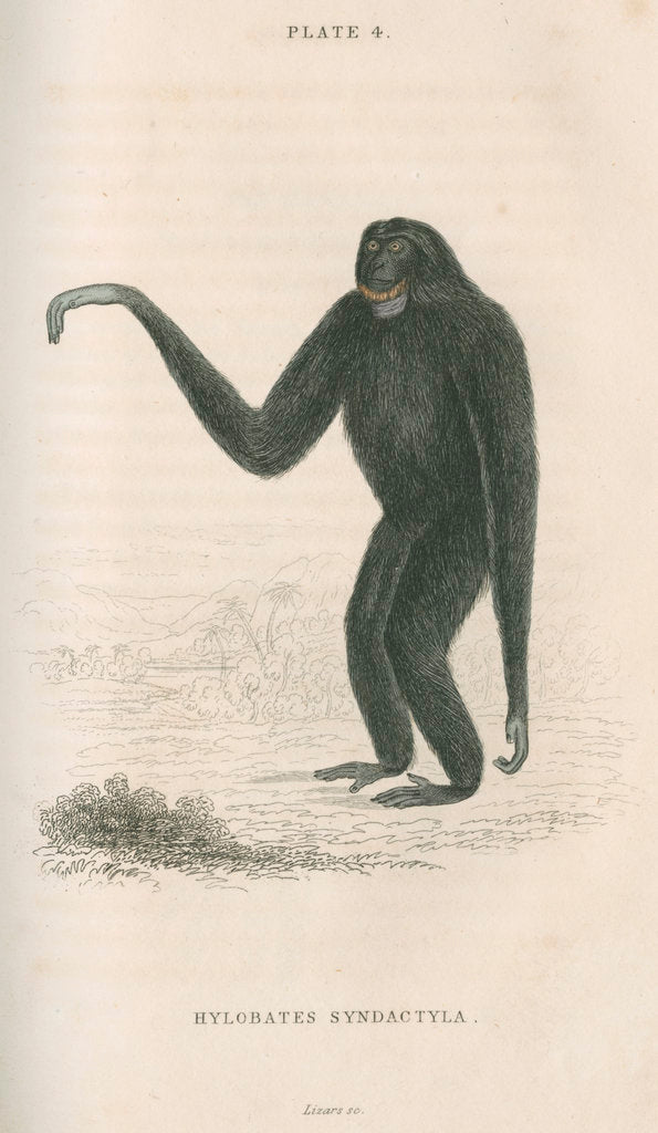 Detail of 'Hylobates syndactyla' [Siamang gibbon] by William Home Lizars