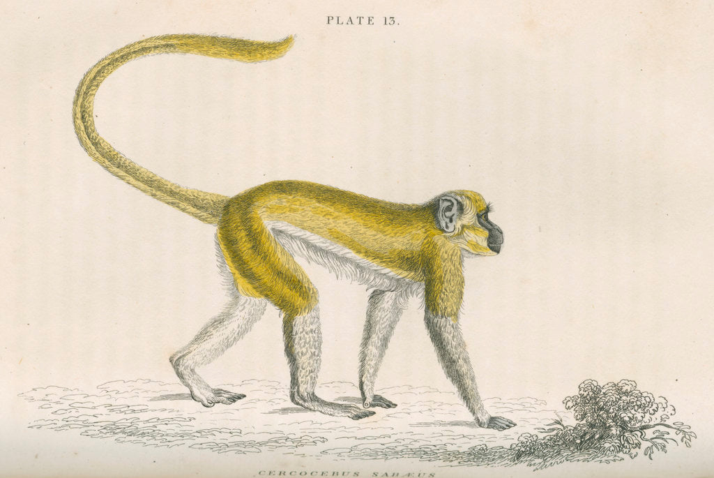 Detail of 'Cercocebus sabaeus' [Green monkey] by William Home Lizars