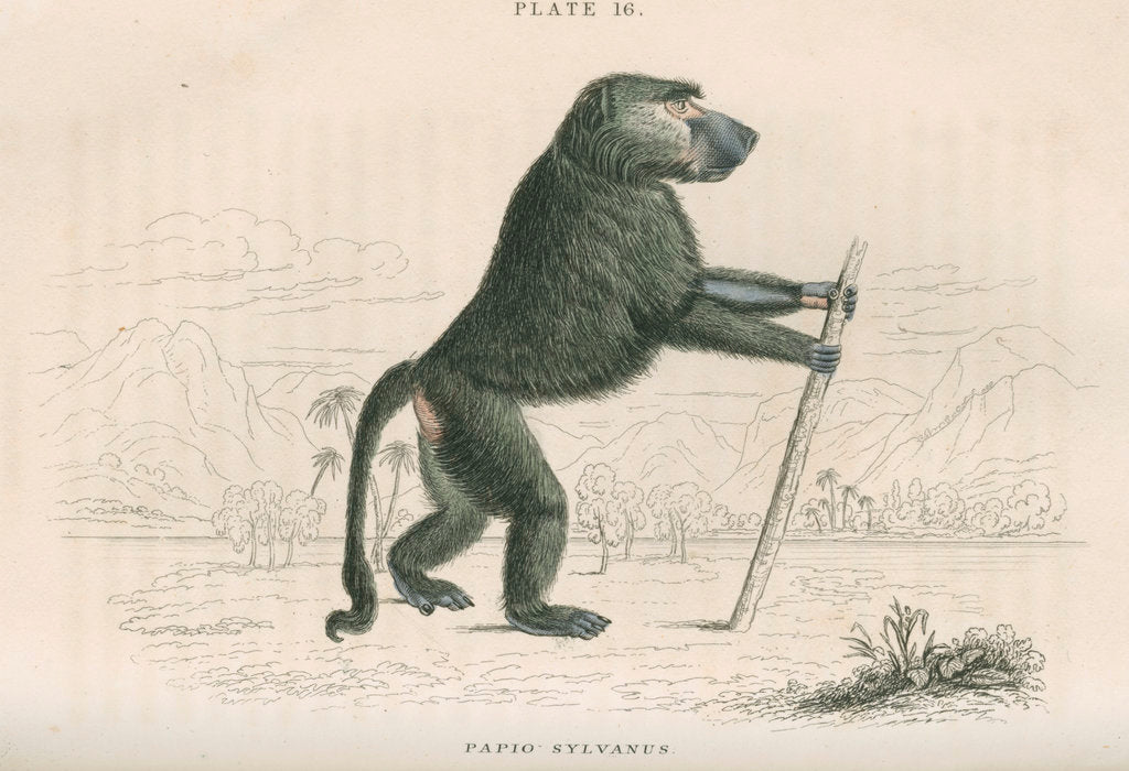 Detail of 'Papio sylvanus' [Chacma baboon] by William Home Lizars