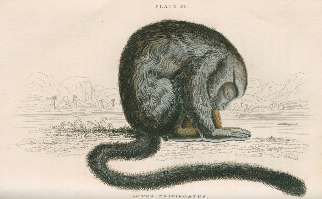 Detail of 'Aotes trivirgatus' [Three-striped night monkey] by William Home Lizars