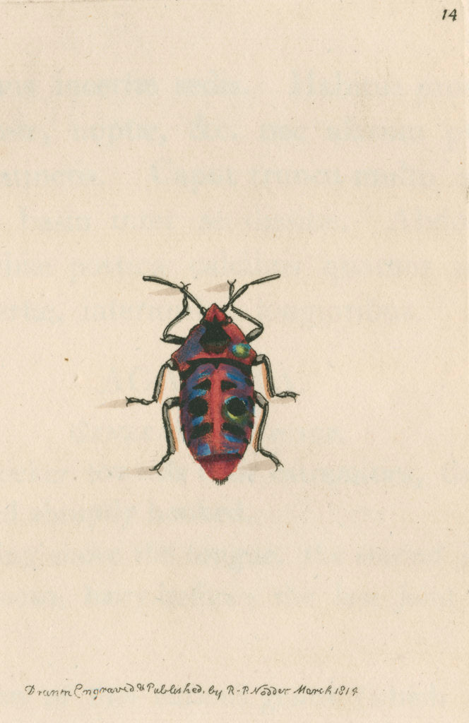 Detail of 'Six-spotted shieldbug' by Richard Polydore Nodder