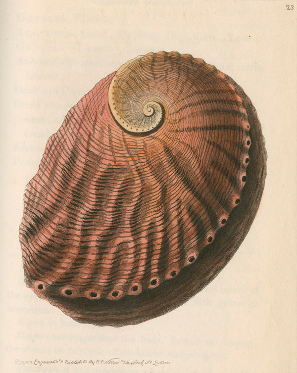 'Red earshell' [Blacklip abalone] posters & prints by Richard Polydore ...