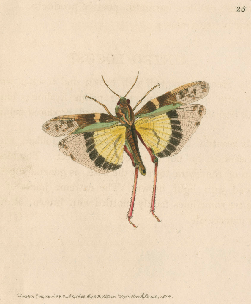 Detail of 'Painted locust' [Yellow-winged locust] by Richard Polydore Nodder