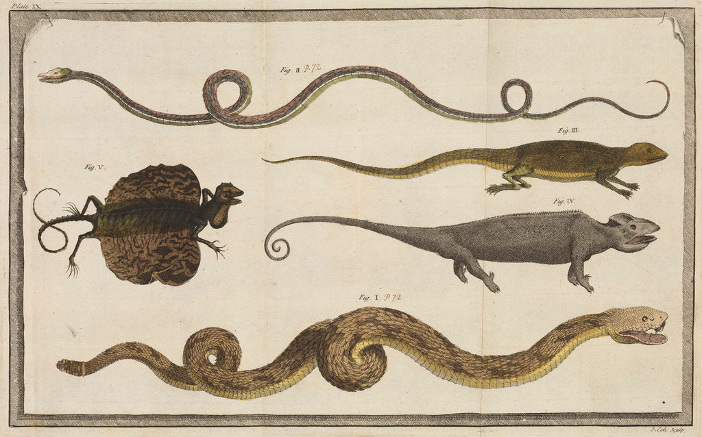 Detail of Five specimens of reptiles by T Cole