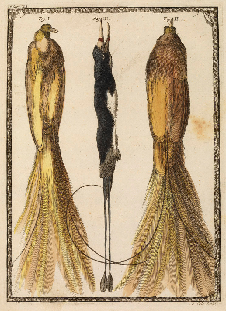 Detail of Two specimens of the Bird-of-Paradise by T Cole