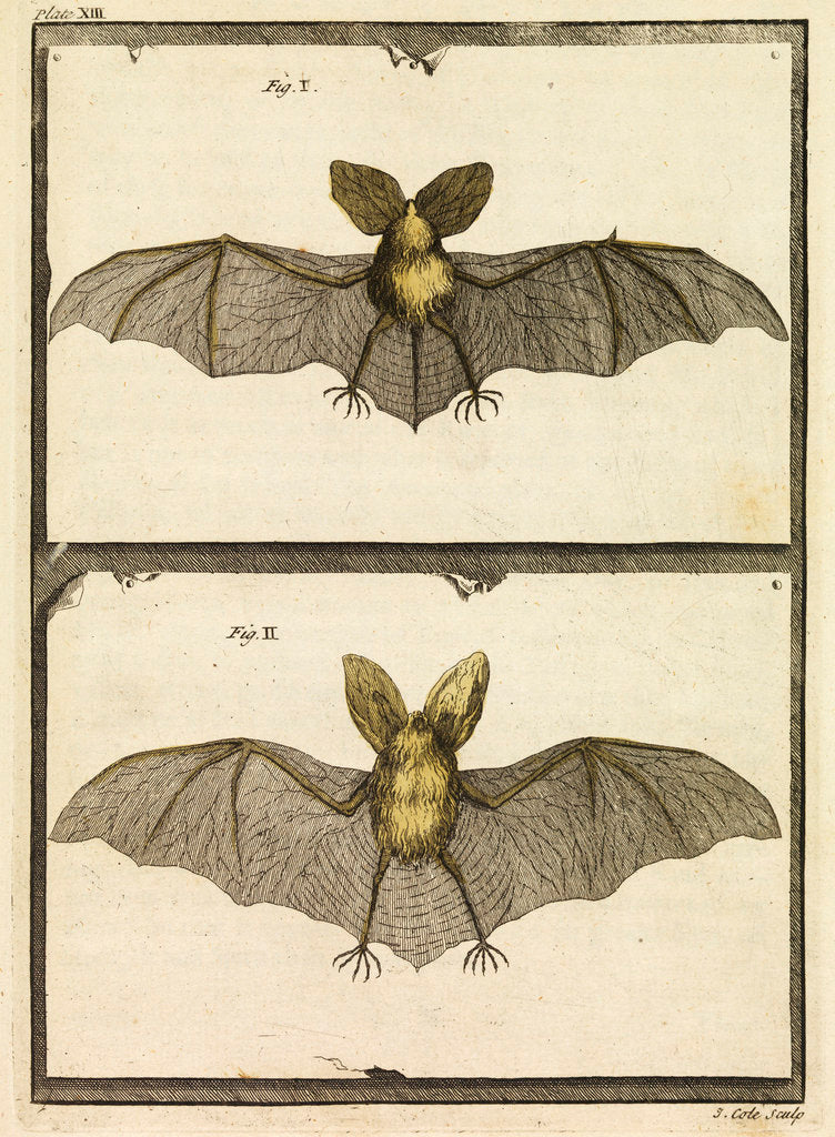 Detail of A specimen of bat by T Cole