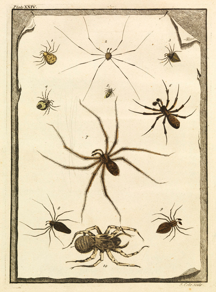 Detail of Ten specimens of spiders by T Cole