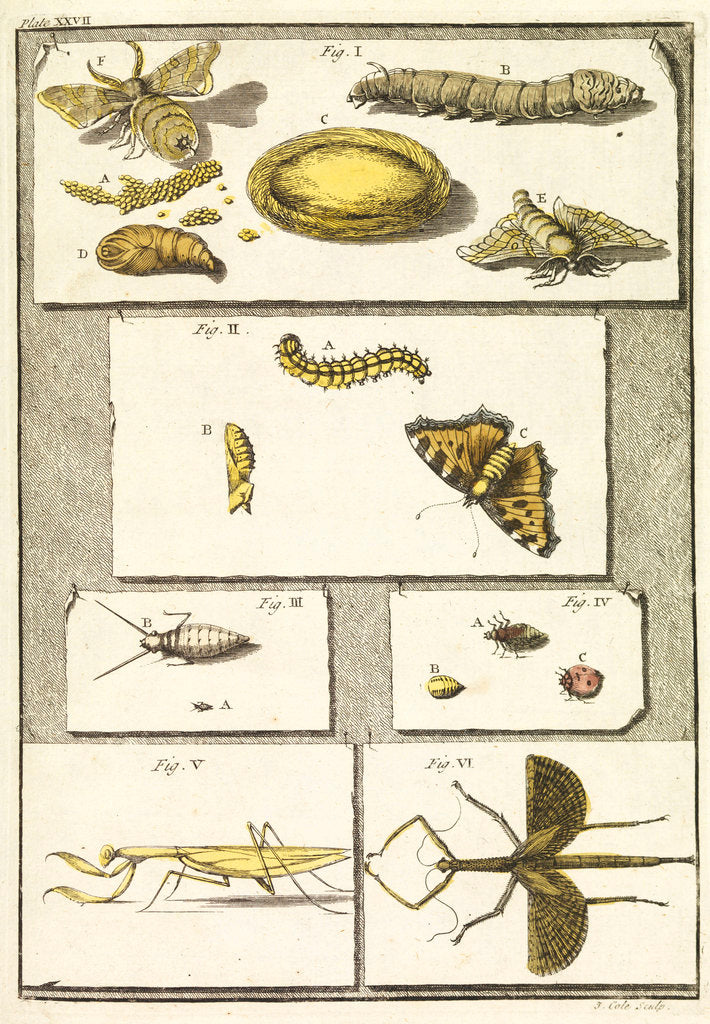 Detail of Studies of the silk worm and other insects by T Cole