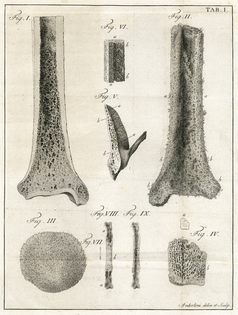 Detail of The Tibia by Faustino Anderloni