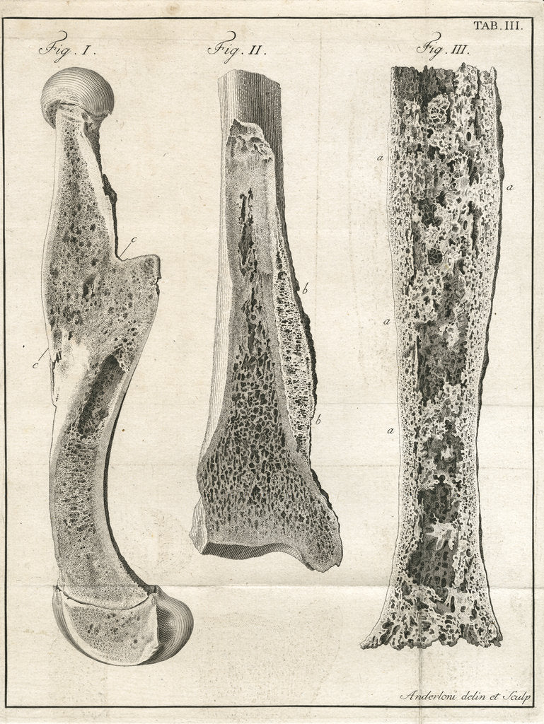 Detail of Sections of the leg bones by Faustino Anderloni