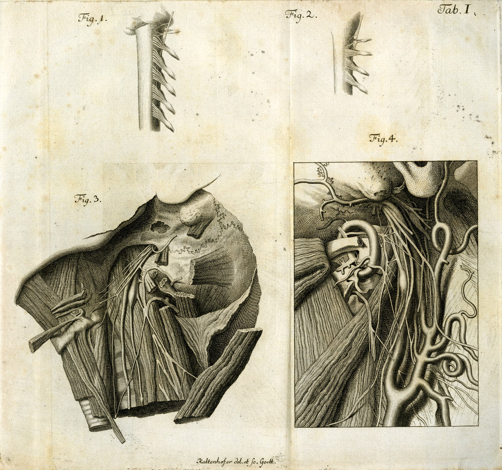 Detail of Details of the anatomy of the head and neck by Goett