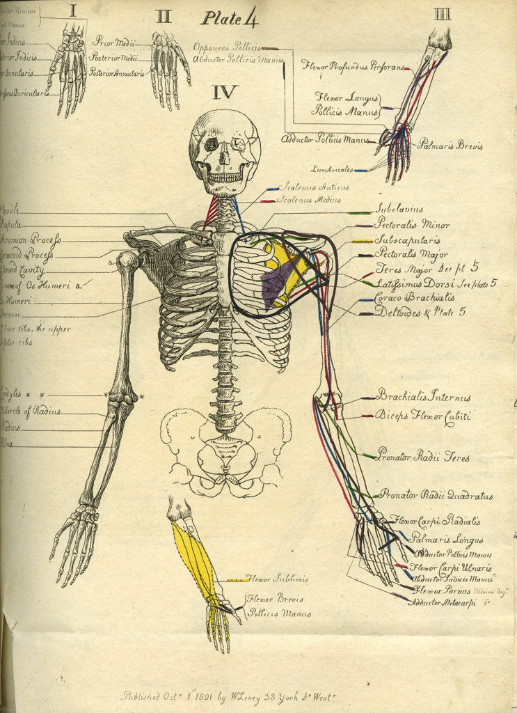 Detail of Muscle distribution of the upper body (front) by Joseph Constantine Carpue