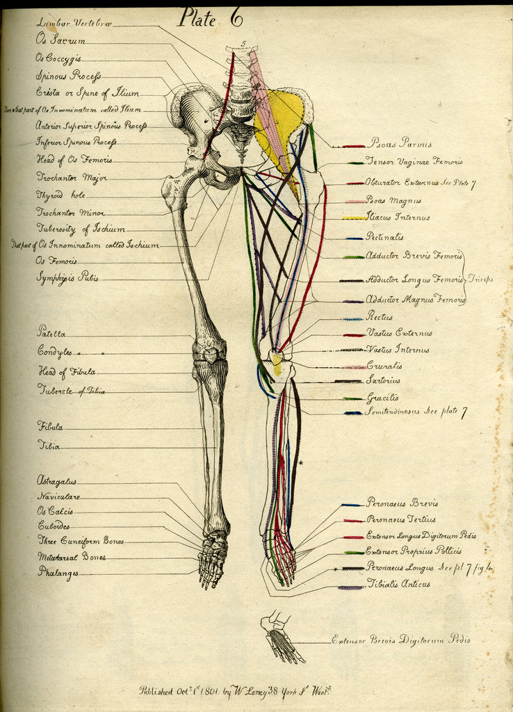 Detail of Muscle distribution of the lower body (front) by Joseph Constantine Carpue