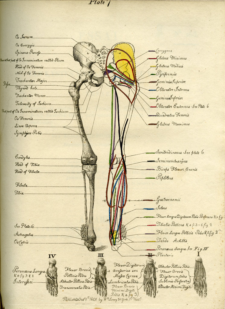 Detail of Muscle distribution of the lower bod(back) by Joseph Constantine Carpue