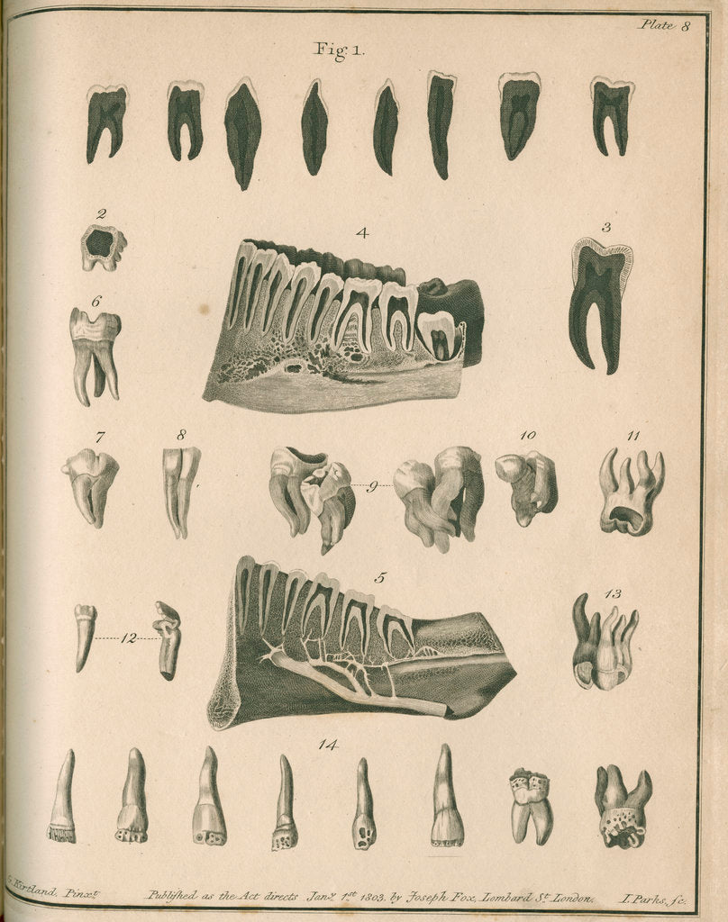 Detail of Cross-sections of the teeth and lower jaw by Parks