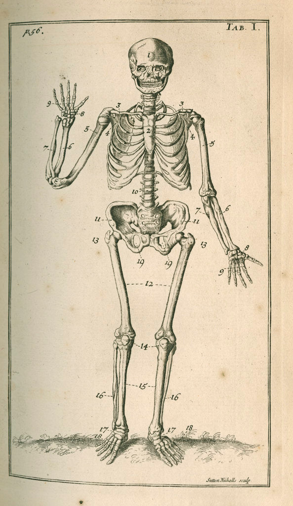 Drawing: Figure Drawing-Human Skeleton, 1238 S Winnebago St, Rockford, IL  61102-2944, United States, February 6 2024