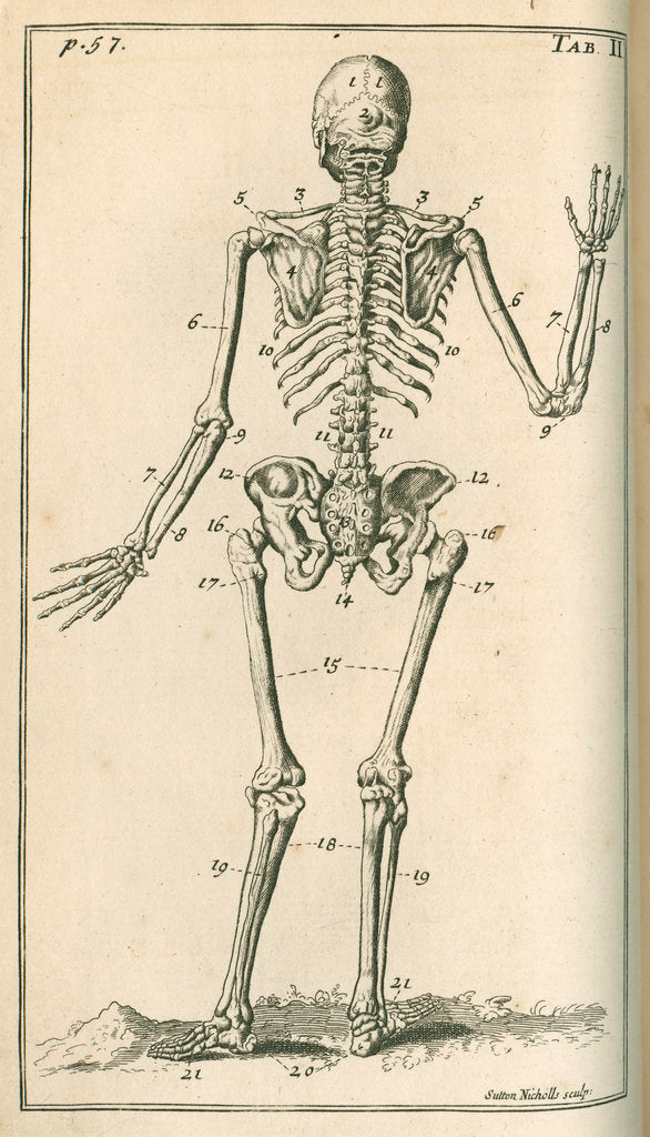 Detail of Back view of a skeleton by Sutton Nicholls