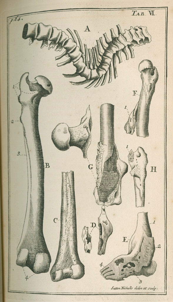 Detail of Various human bones by Sutton Nicholls