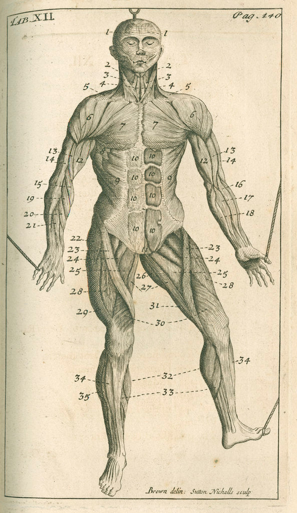 Detail of The muscles of the human body (front) by Sutton Nicholls