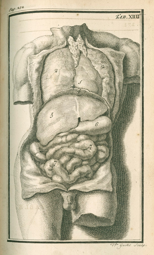 Detail of The internal organs by Gerard Vandergucht