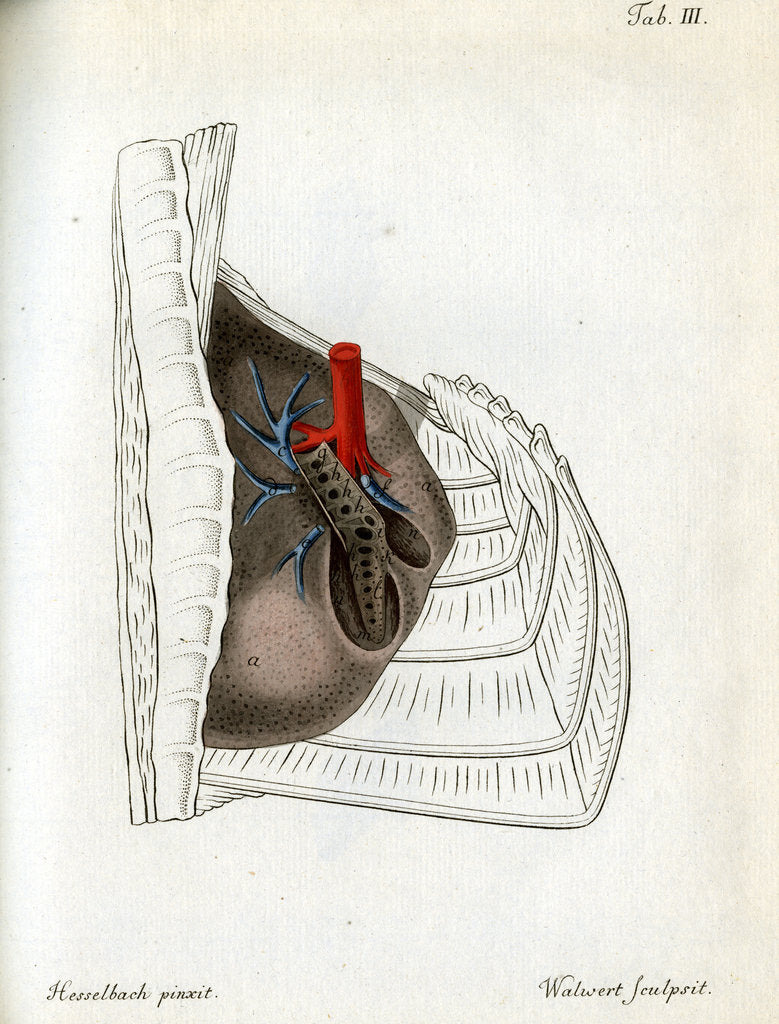 Detail of Lungs and pulmonary artery by Walwert
