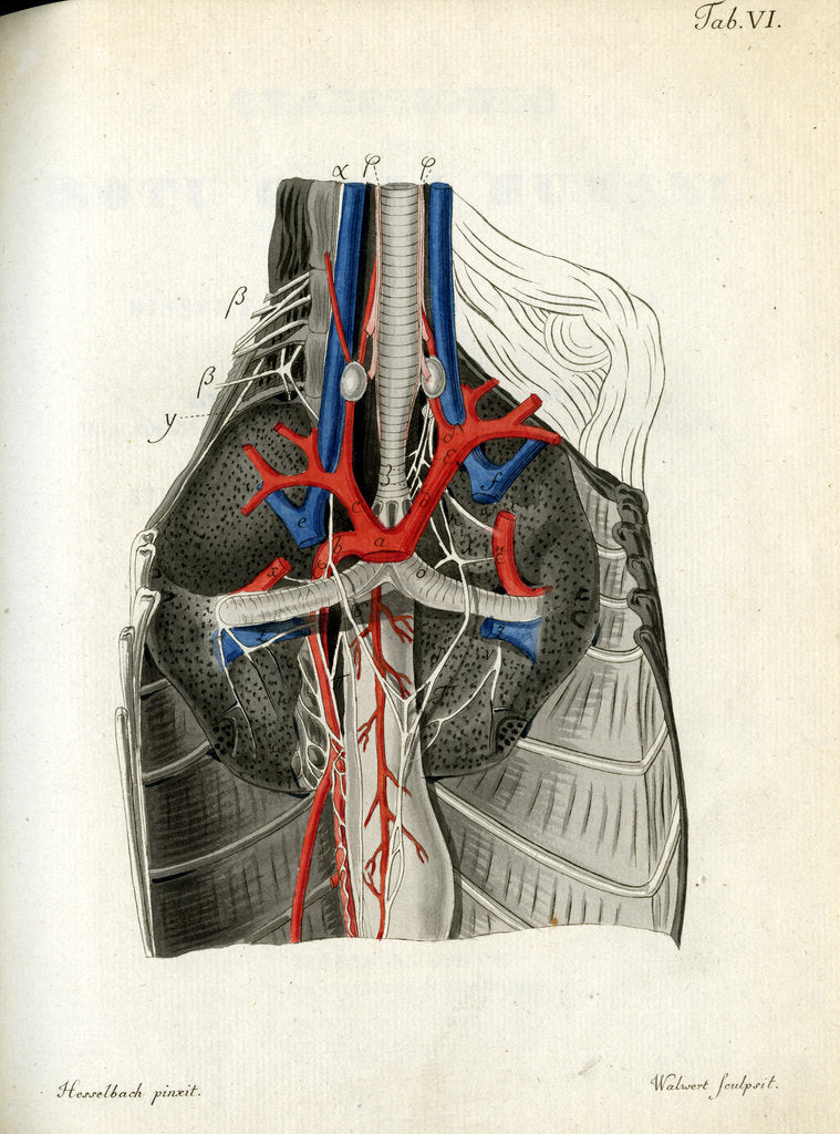 Detail of Open chest cavity by Walwert