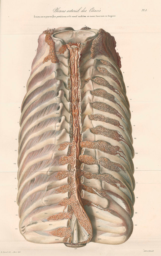Detail of Dissected thorax of a porpoise by Antoine Toussaint de Chazal