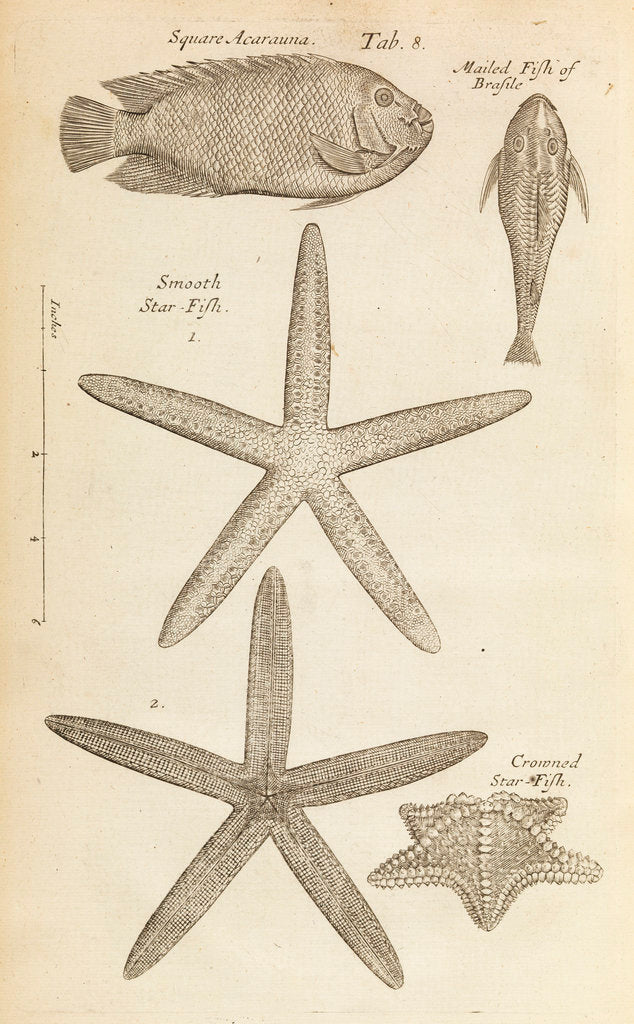 Detail of Fish and starfish in the Royal Society's Repository by Anonymous