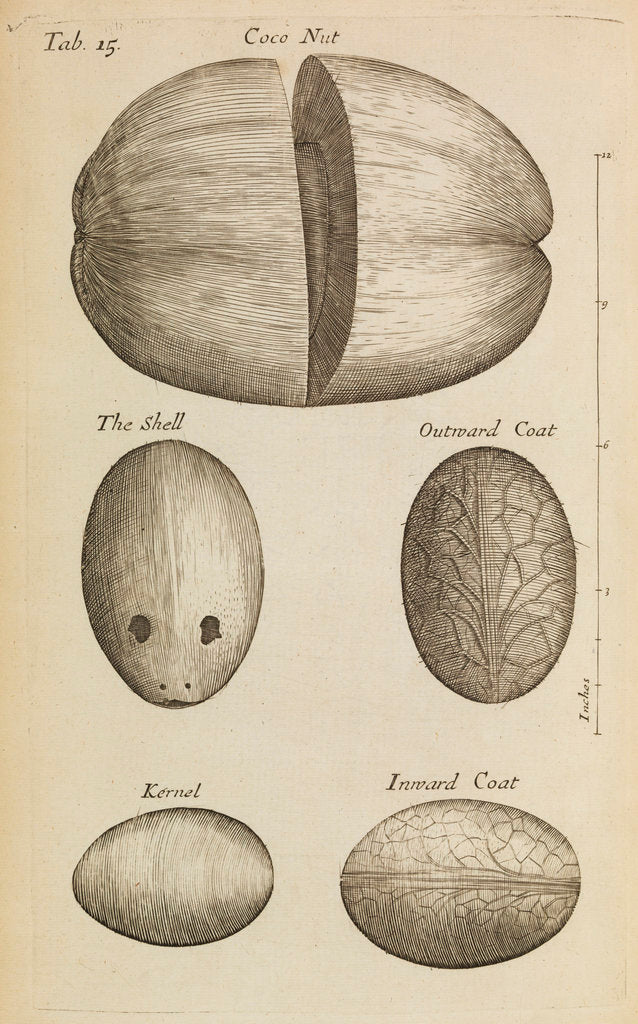 Detail of A coconut in the Royal Society's Repository by Anonymous