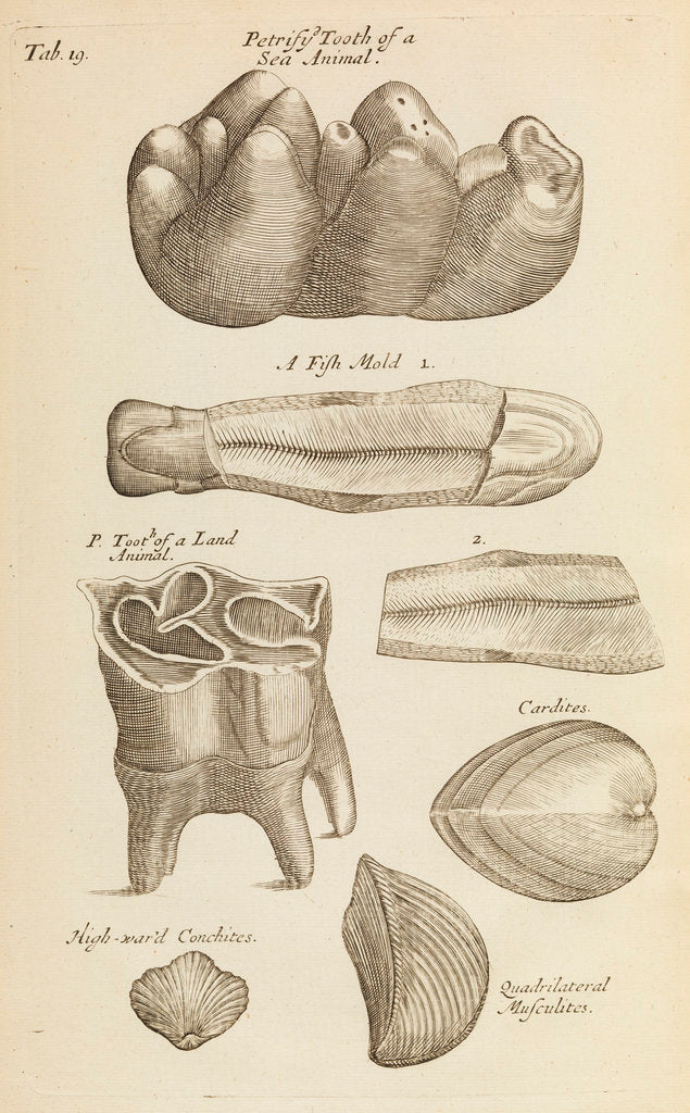 Detail of A 'petrified tooth' in the Royal Society's Repository by Anonymous