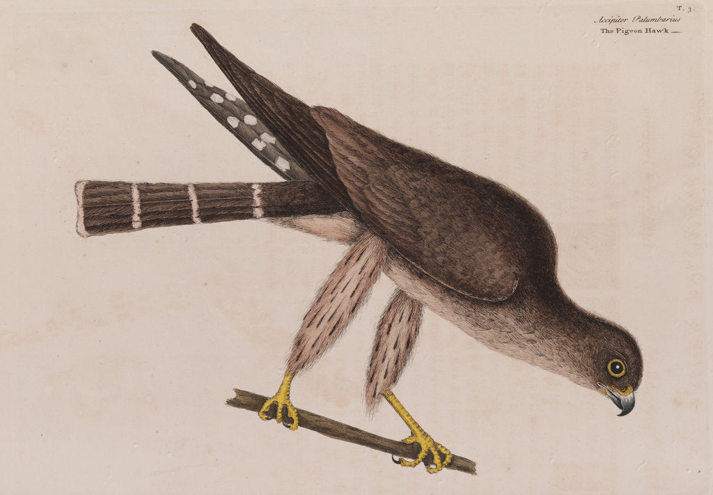 Detail of The pigeon-hawk by Mark Catesby