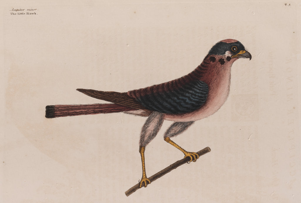 Detail of The little hawk by Mark Catesby