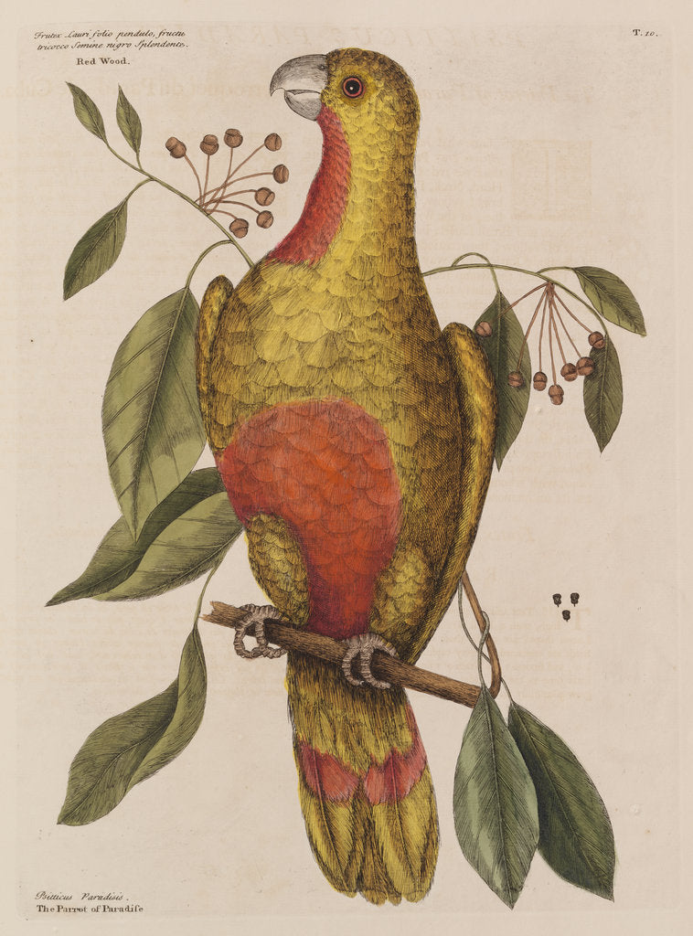 Detail of The parrot of paradise of Cuba and the red-wood by Mark Catesby