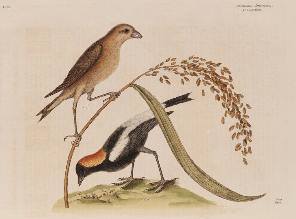 Detail of The 'rice-bird' by Mark Catesby